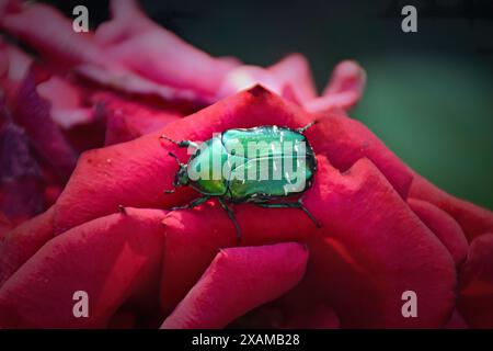 Der Käfer, auch bekannt als Maikäfer oder Doodlebug, sitzt auf grünem Blatt. Die Schädlingsbekämpfung im Garten. Tierwelt. Stockfoto