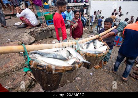 7. Juni 2024, Cox's Bazar, Chittagong, Bangladesch: Fischer entladen verschiedene Arten von Fischen von Booten in der Fischerei Ghat, Cox's Bazar, Bangladesch. Die Boote fahren alle Mitternacht aufs Meer, um Fische zu fangen. Am Morgen ist das Gheat voller Aktivität, gefüllt mit dem frischen Transport des Tages, bereit für die Verteilung. Fishery Ghat, der größte Fischmarkt auf dem Basar von cox, ist einer der führenden „Hilsa“-Knotenpunkte des Landes. Für Fischer, Verkäufer und fischbezogene Existenzgrundlagen ist Fishery Ghat ein Zentrum des Glücks und der Hoffnung. Wenn hier reichlich Vorräte zur Schau gestellt werden, strahlt das Glück aus den Gesichtern der Volksgruppe Stockfoto