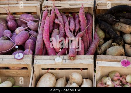 Schwarz-weiß-violette Radieschen auf dem Dieppe-Markt Stockfoto