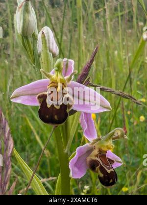 Ophrys apifera Blume, Bee Orchidee, eine Terrestialorchidee. Die Koevolution der Blume und ihres Bestäuberinsekts hat dazu geführt, dass die Orchidee einer Biene ähnelt. Stockfoto