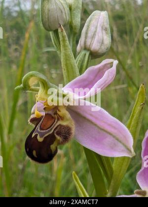 Ophrys apifera Blume, Bee Orchidee, eine Terrestialorchidee. Die Koevolution der Blume und ihres Bestäuberinsekts hat dazu geführt, dass die Orchidee einer Biene ähnelt. Stockfoto