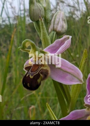 Ophrys apifera Blume, Bee Orchidee, eine Terrestialorchidee. Die Koevolution der Blume und ihres Bestäuberinsekts hat dazu geführt, dass die Orchidee einer Biene ähnelt. Stockfoto