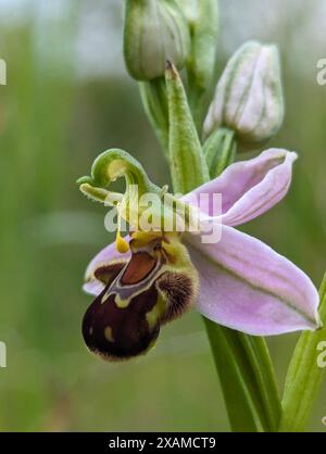 Ophrys apifera Blume, Bee Orchidee, eine Terrestialorchidee. Die Koevolution der Blume und ihres Bestäuberinsekts hat dazu geführt, dass die Orchidee einer Biene ähnelt. Stockfoto