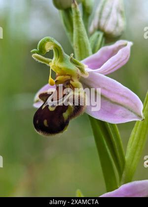 Ophrys apifera Blume, Bee Orchidee, eine Terrestialorchidee. Die Koevolution der Blume und ihres Bestäuberinsekts hat dazu geführt, dass die Orchidee einer Biene ähnelt. Stockfoto