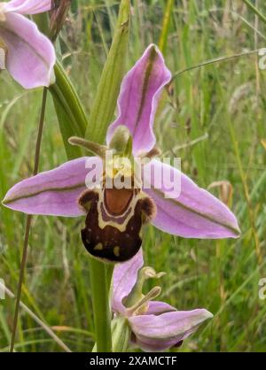 Ophrys apifera Blume, Bee Orchidee, eine Terrestialorchidee. Die Koevolution der Blume und ihres Bestäuberinsekts hat dazu geführt, dass die Orchidee einer Biene ähnelt. Stockfoto