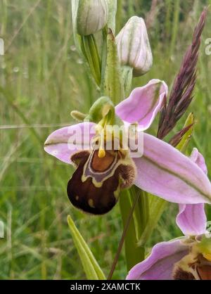 Ophrys apifera Blume, Bee Orchidee, eine Terrestialorchidee. Die Koevolution der Blume und ihres Bestäuberinsekts hat dazu geführt, dass die Orchidee einer Biene ähnelt. Stockfoto