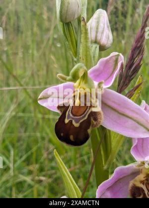 Ophrys apifera Blume, Bee Orchidee, eine Terrestialorchidee. Die Koevolution der Blume und ihres Bestäuberinsekts hat dazu geführt, dass die Orchidee einer Biene ähnelt. Stockfoto