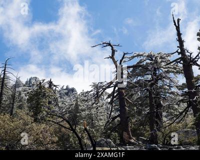 4. Mai 2024, Idyllwild, Kalifornien, USA: Gefrorener Regensturm im Frühling bringt Eis auf den Tahquitz Peak in den San Jacinto Mountains. „Mile-High Idyllwild“ ist ein Bergresort mit einer Höhe von 1600 m neben dem Pacific Crest Trail und wird von zwei großen Felsformationen flankiert, dem Tahquitz Peak und Suicide Rock (auch bekannt als Lily Rock), die in südkalifornischen Klettern berühmt sind. Auch bekannt als „The Hill“, wurde es im Laufe der Jahre nur minimal entwickelt und ist nach wie vor ein Zentrum für Wandern, Berg- und Felsklettern, Mountainbiken und Reiten. (Guthaben Im Stockfoto