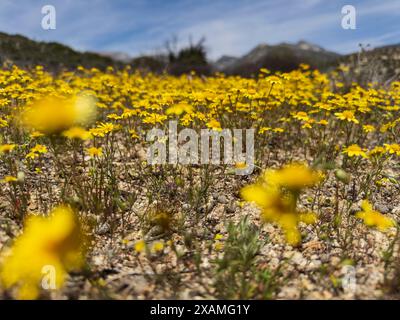 4. Mai 2024, Idyllwild, Kalifornien, USA: Gelbe Wildblumen unterhalb des Tahquitz Peak auf dem Hurkey Creek Trail in den San Jacinto Mountains. „Mile-High Idyllwild“ ist ein Bergresort mit einer Höhe von 1600 m neben dem Pacific Crest Trail und wird von zwei großen Felsformationen flankiert, dem Tahquitz Peak und Suicide Rock (auch bekannt als Lily Rock), die in südkalifornischen Klettern berühmt sind. Auch bekannt als „The Hill“, wurde es im Laufe der Jahre nur minimal entwickelt und ist nach wie vor ein Zentrum für Wandern, Berg- und Felsklettern, Mountainbiken und Reiten. (Kreditbild: Stockfoto