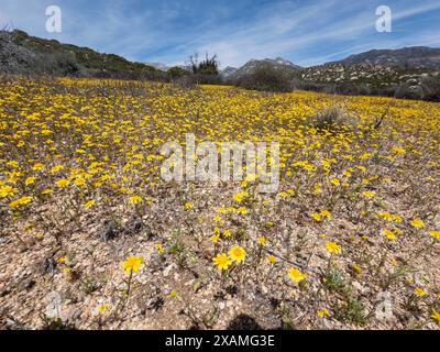 4. Mai 2024, Idyllwild, Kalifornien, USA: Gelbe Wildblumen unterhalb des Tahquitz Peak auf dem Hurkey Creek Trail in den San Jacinto Mountains. „Mile-High Idyllwild“ ist ein Bergresort mit einer Höhe von 1600 m neben dem Pacific Crest Trail und wird von zwei großen Felsformationen flankiert, dem Tahquitz Peak und Suicide Rock (auch bekannt als Lily Rock), die in südkalifornischen Klettern berühmt sind. Auch bekannt als „The Hill“, wurde es im Laufe der Jahre nur minimal entwickelt und ist nach wie vor ein Zentrum für Wandern, Berg- und Felsklettern, Mountainbiken und Reiten. (Kreditbild: Stockfoto