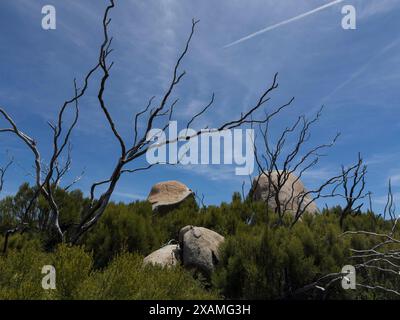 4. Mai 2024, Idyllwild, Kalifornien, USA: Große Felsbrocken am Hurkey Creek Trail in den San Jacinto Mountains. „Mile-High Idyllwild“ ist ein Bergresort mit einer Höhe von 1600 m neben dem Pacific Crest Trail und wird von zwei großen Felsformationen flankiert, dem Tahquitz Peak und Suicide Rock (auch bekannt als Lily Rock), die in südkalifornischen Klettern berühmt sind. Auch bekannt als „The Hill“, wurde es im Laufe der Jahre nur minimal entwickelt und ist nach wie vor ein Zentrum für Wandern, Berg- und Felsklettern, Mountainbiken und Reiten. (Bild: © Ruaridh Stewart/ZUMA P Stockfoto