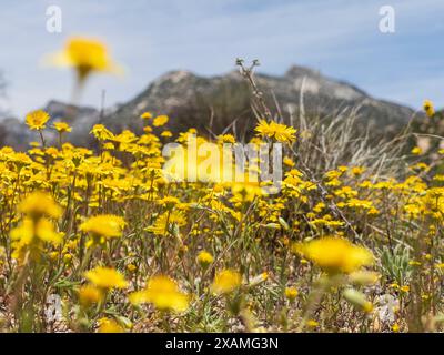 4. Mai 2024, Idyllwild, Kalifornien, USA: Gelbe Wildblumen unterhalb des Tahquitz Peak auf dem Hurkey Creek Trail in den San Jacinto Mountains. „Mile-High Idyllwild“ ist ein Bergresort mit einer Höhe von 1600 m neben dem Pacific Crest Trail und wird von zwei großen Felsformationen flankiert, dem Tahquitz Peak und Suicide Rock (auch bekannt als Lily Rock), die in südkalifornischen Klettern berühmt sind. Auch bekannt als „The Hill“, wurde es im Laufe der Jahre nur minimal entwickelt und ist nach wie vor ein Zentrum für Wandern, Berg- und Felsklettern, Mountainbiken und Reiten. (Kreditbild: Stockfoto