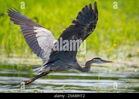 Ein großer blauer Reiher im Flug. Eng geschnittener ganzer Körper. Stockfoto