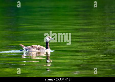 Eine Kanadier-Gans schwimmt auf einem Wisconsin-See. Stockfoto