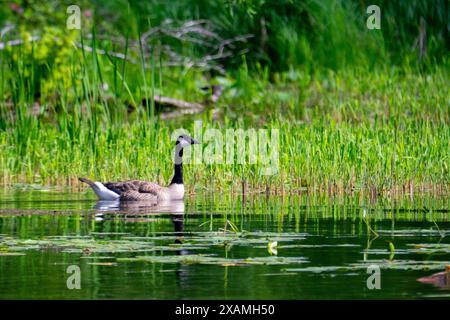 Eine Kanadier-Gans schwimmt auf einem Wisconsin-See. Stockfoto