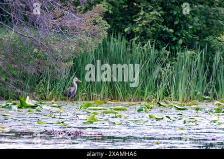 Ein großer blauer Reiher jagt für seine nächste Mahlzeit an einem See im Norden von Wisconsin. Stockfoto