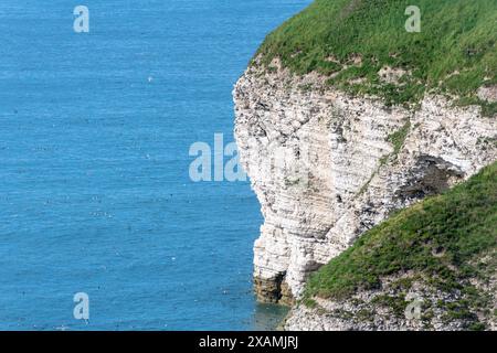 Nisten Seevögel auf Klippen und im Meer bei North Landing, Flamborough, East Riding of Yorkshire, England, Großbritannien Stockfoto