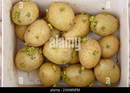 Draufsicht der gekeimten Kartoffelknollen in einer Kunststoffbox. Nahaufnahme. Stockfoto