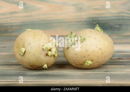 Nahaufnahme zweier gekeimter Kartoffelknollen auf hölzernem Hintergrund. Kopierbereich. Stockfoto