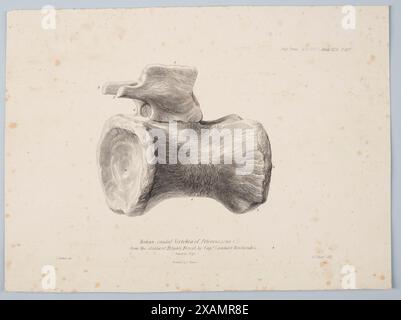 Median Caudal Wirbel von Pelorosaurus [?] Aus den Schichten des Tilgate Forest von Captain Lambart Brickenden, 1801. Stockfoto