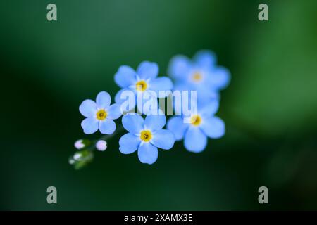 Blaue Vergissmeinenicht-Blumen im dunklen Wald aus nächster Nähe. Makroaufnahme Stockfoto