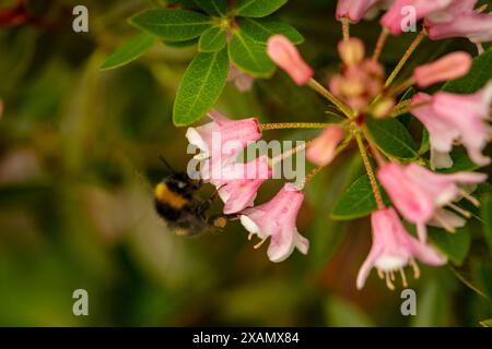 Natürliche Nahaufnahme blühende Pflanze Porträt des auffälligen Rhododendron Bloombux.abloom, Aufmerksamkeit erregend, schön, blühend, rot, bezaubernd, Stockfoto