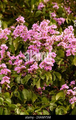 Atemberaubende Crape myrte, Lila Lagerstroemia indica, in Hanoi Altstadt, Vietnam, im Frühling. Nahaufnahme des blühenden Pflanzenporträts. Verführerisch, Erstaunlich Stockfoto