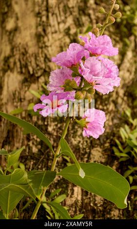 Atemberaubende Crape myrte, Lila Lagerstroemia indica, in Hanoi Altstadt, Vietnam, im Frühling. Nahaufnahme des blühenden Pflanzenporträts. Verführerisch, Erstaunlich Stockfoto