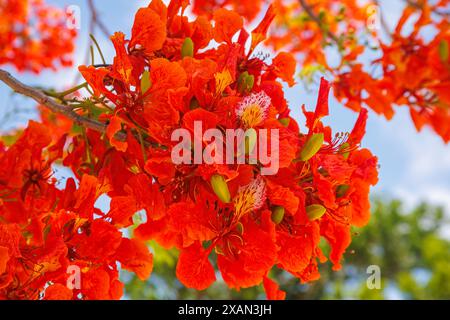 Blühende Flammenblüten, Delonix Regia, Saipan, Nördliche Marianen. Sie werden auch als Königliche Poinciana und Pfauenblume bezeichnet. Stockfoto