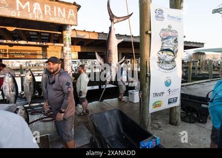 Stolze Angler posieren mit ihrem beeindruckenden Fang am Ende eines erfolgreichen Angeltages in Venice Marina, einem berühmten Angelort in Louisiana. Stockfoto