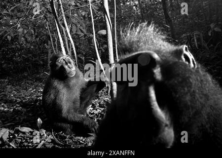 Porträt von zwei Individuen des Sulawesi-Schwarzhaubenmakaken (Macaca nigra), die auf dem Boden im Tangkoko Nature Reserve in Indonesien sitzen. Stockfoto