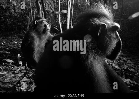 Seitliches Porträt von zwei Individuen von Schwarzhaubenmakaken (Macaca nigra), die auf dem Boden im Tangkoko Nature Reserve, Nord-Sulawesi, Indonesien, sitzen. Stockfoto