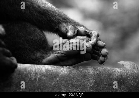 Hand und Fuß eines Sulawesi-Schwarzhaubenmakaken (Macaca nigra) im Tangkoko Nature Reserve, Nord-Sulawesi, Indonesien. Stockfoto