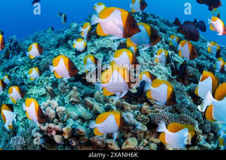 Eine indopazifische Karettschildkröte, Eretmochelys imbricata, blickt aus einer Riffspalte in eine Schule von Pyramidenbutterfischen, Hemitaurichthys polylepis, Stockfoto