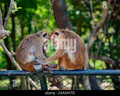 Makaken Makaken Macaca sinica-Affe in Sri Lanka, der in einem Zaun am Waldrand sitzt Stockfoto