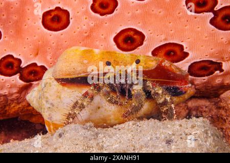 Diese Einsiedelkrabbe, Dardanus lagopodes, hat eine Kegelschale für ein Zuhause ausgesucht. Es ist vor einer Seegurke, Bohadschia argus, vor der Insel abgebildet Stockfoto