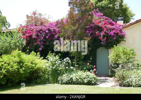 Toluca Lake, Kalifornien, USA 6. Juni 2024 Bougainvillea an der Moorpark Street in Toluca Lake, Kalifornien, USA. Foto: Barry King/Alamy Stock Photo Stockfoto