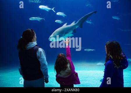 Silhouetten von Mutter mit Kindern im Ozeanarium, Familie mit Kindern, die Haifische und Fische im Aquarium beobachten Stockfoto