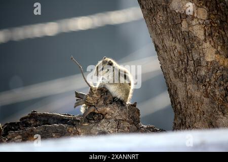 Indisches Palmenhörnchen (Funambulus palmarum) auf einem Baum sitzend : (Bild Sanjiv Shukla) Stockfoto