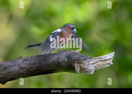 Ein männlicher Kaffinch, Fringilla Coelebs, auf einem Ast. Seine Flügel sind ausgebreitet und bereiten sich auf den Start vor. Die Flügel zeigen Bewegung Stockfoto