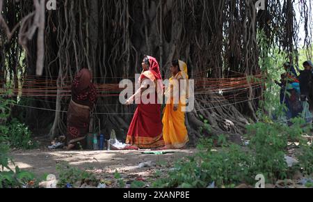 Verheiratete indische Frauen führen Rituale auf einem heiligen Banyan-Baum aus Anlass der MwSt Savitri Puja am 03. Juni 2019 in Jabalpur durch. Stockfoto