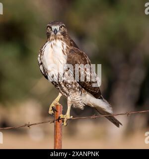Junge Hawk-Jungfrau, die auf einem Barb Drahtzaun sitzt. Ed R. Levin County Park, Milpitas, Kalifornien, USA. Stockfoto