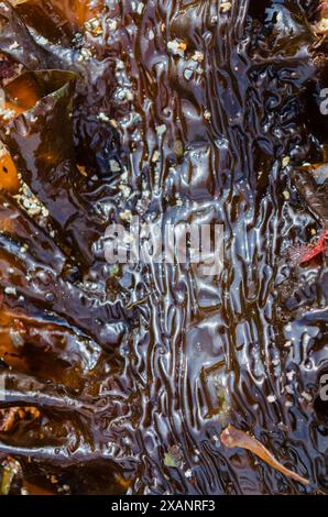 Zuckerseetang oder Devils Apron (Saccharina latissima) werden am Strand von Crawfordsburn Beach County Down gespült Stockfoto