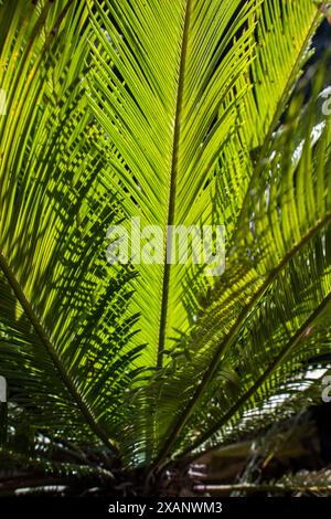 Licht und Schatten durch das Sonnenlicht, das durch die Stirnwände einer Sago-Palme (Cycas-Revolute) strahlt Stockfoto