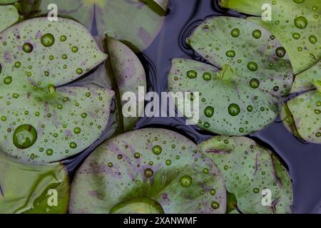 Wasserlilienpads bedeckt mit Regentropfen. Stockfoto