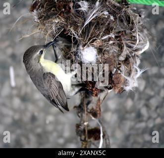 Weibchen des Purple Sunbird (Cinnyris asiaticus) Gebäude hängendes Nest : (Bild Sanjiv Shukla) Stockfoto