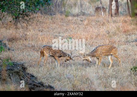 Fleckhirsch oder Chital, Tadoba NP, Indien Stockfoto