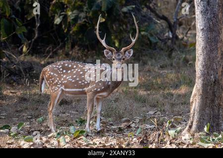 Fleckhirsch oder Chital, Tadoba NP, Indien Stockfoto