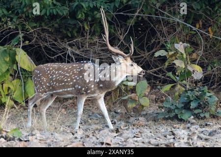 Fleckhirsch oder Chital, Tadoba NP, Indien Stockfoto