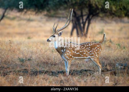 Fleckhirsch oder Chital, Tadoba NP, Indien Stockfoto